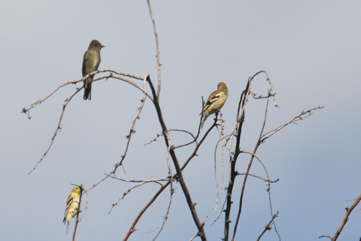 Western Wood-Pewee - ML641119165