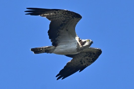 魚鷹 - ML641119168