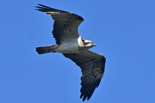魚鷹 - ML641119169