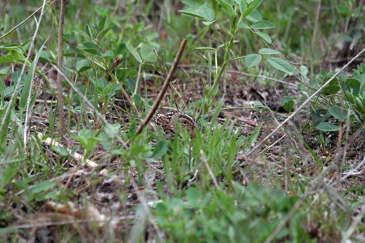 Clay-colored Sparrow - ML641119249