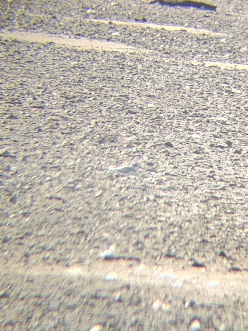 Pluvier siffleur - ML641119282