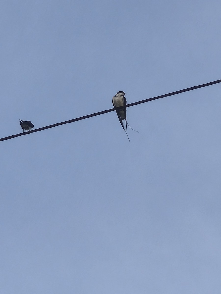 Wire-tailed Swallow - ML641119291