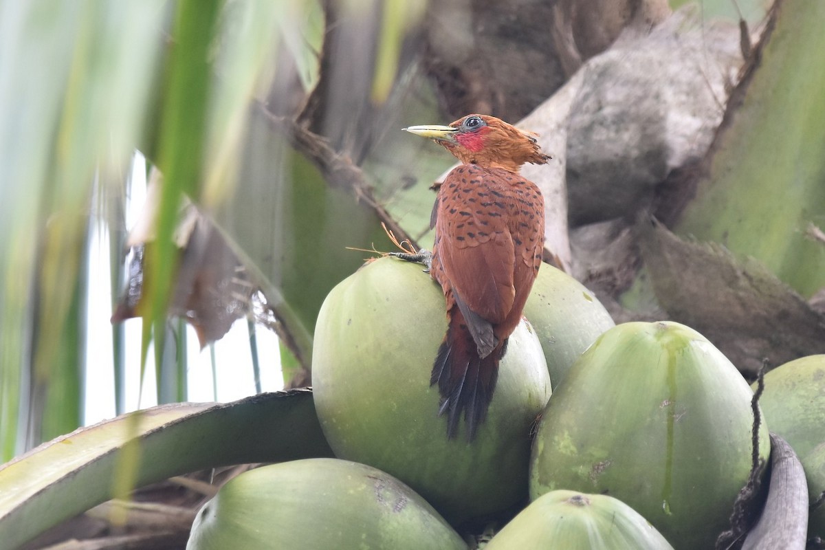 Chestnut-colored Woodpecker - ML641119296