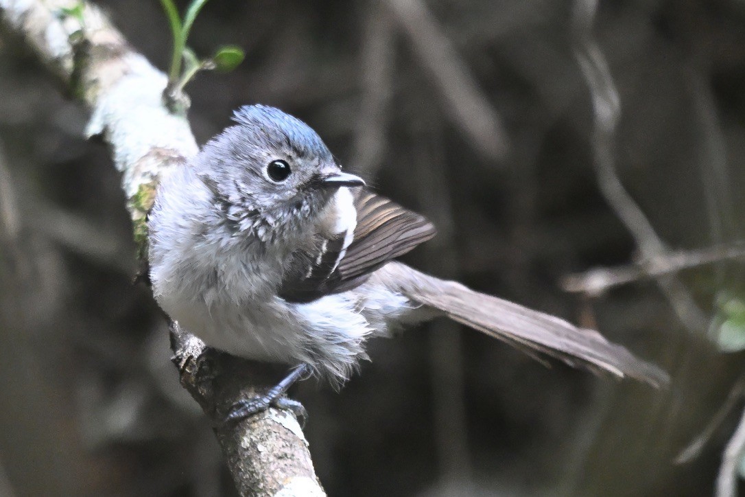 African Crested Flycatcher - ML641119297