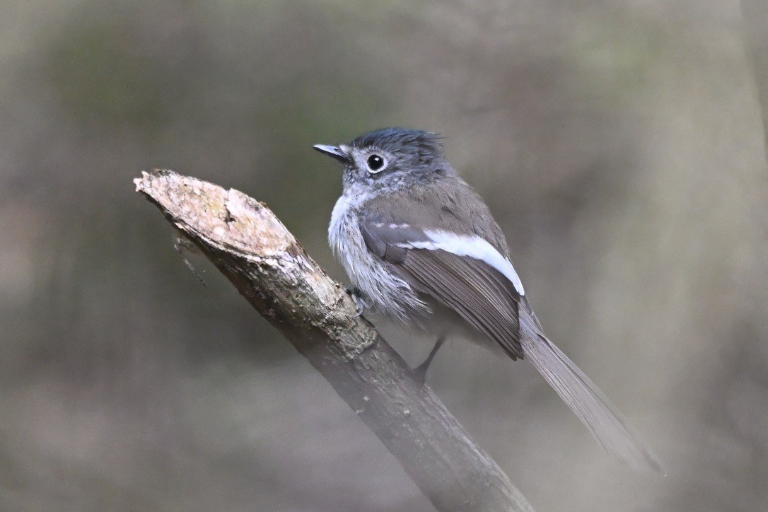 African Crested Flycatcher - ML641119298