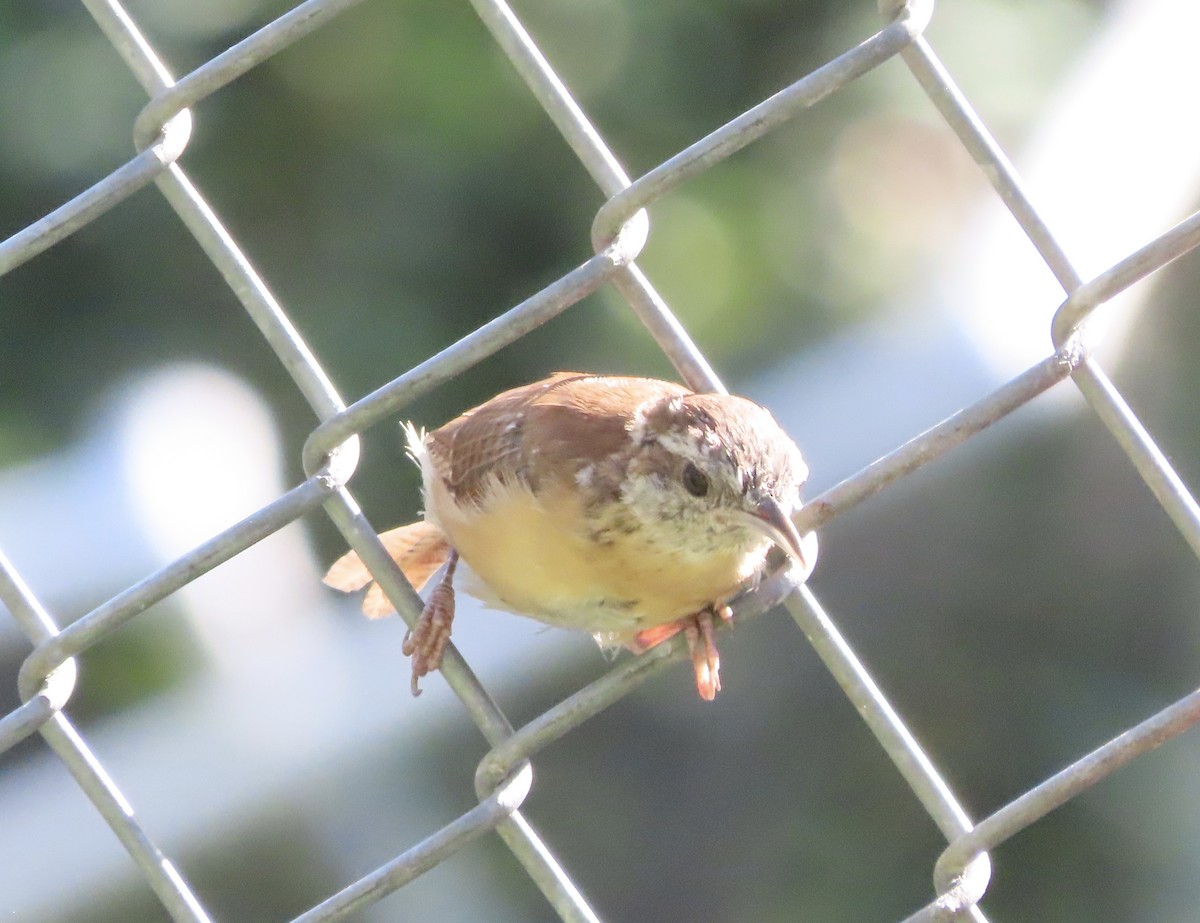 Carolina Wren - ML641119309