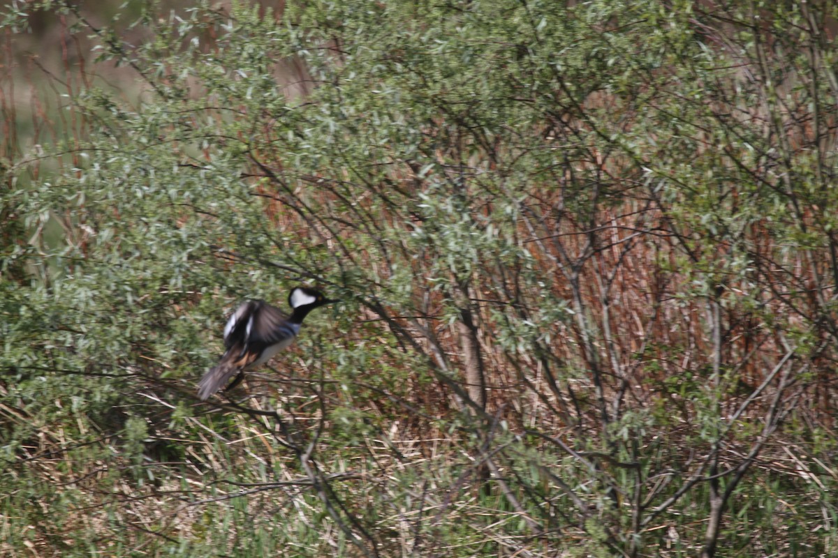 Hooded Merganser - ML641119384