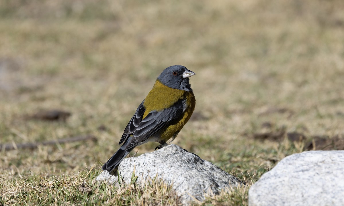 Peruvian Sierra Finch - ML641119403