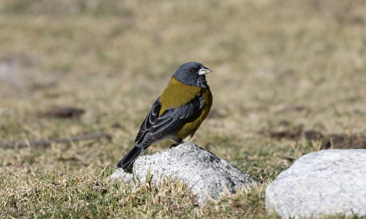 Peruvian Sierra Finch - ML641119404
