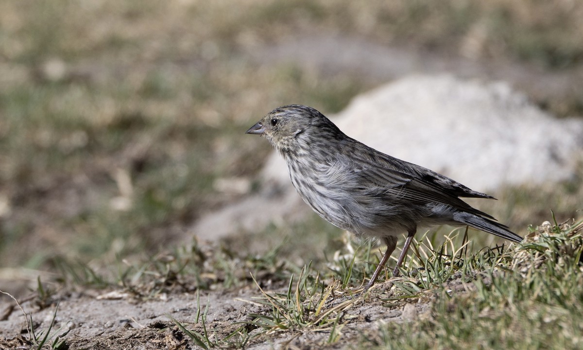 Ash-breasted Sierra Finch - ML641119406