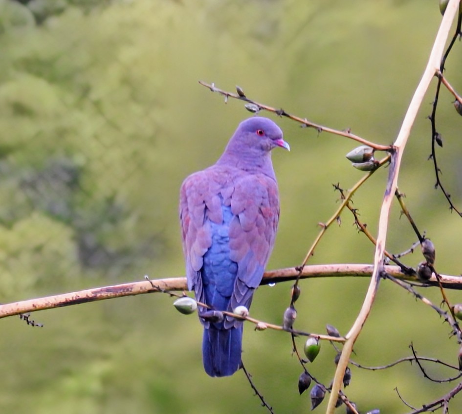 Peruvian Pigeon - ML641119426