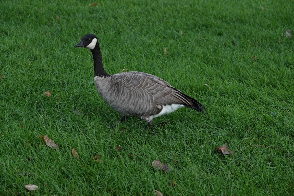 Cackling Goose - ML641119455