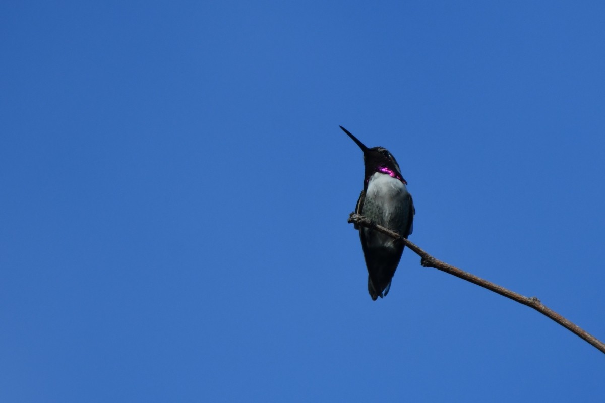 Costa's Hummingbird - ML641119461