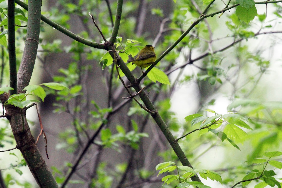 Wilson's Warbler - ML641119490