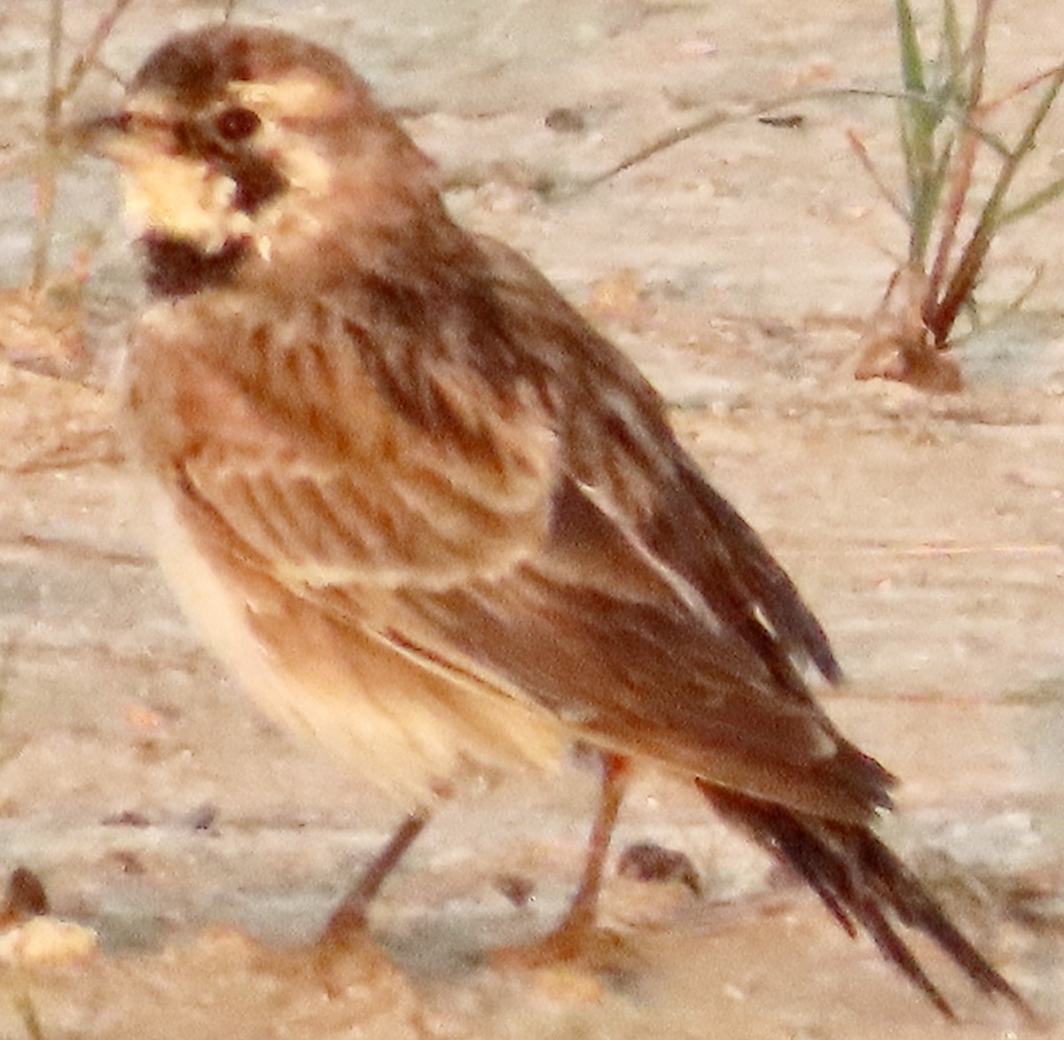 Horned Lark - ML641119523