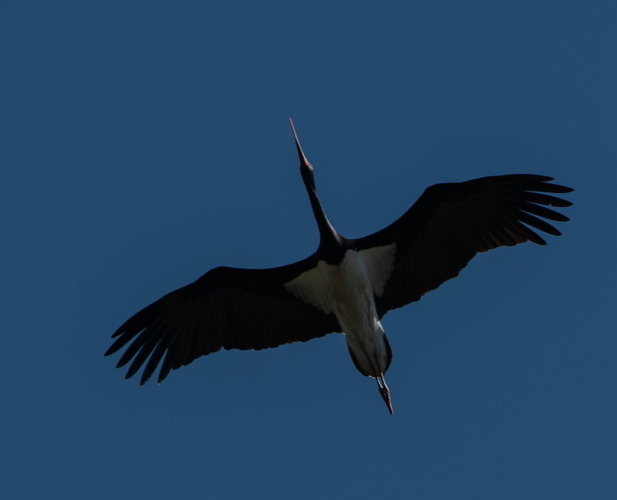 Хар өрөвтас - ML641119527