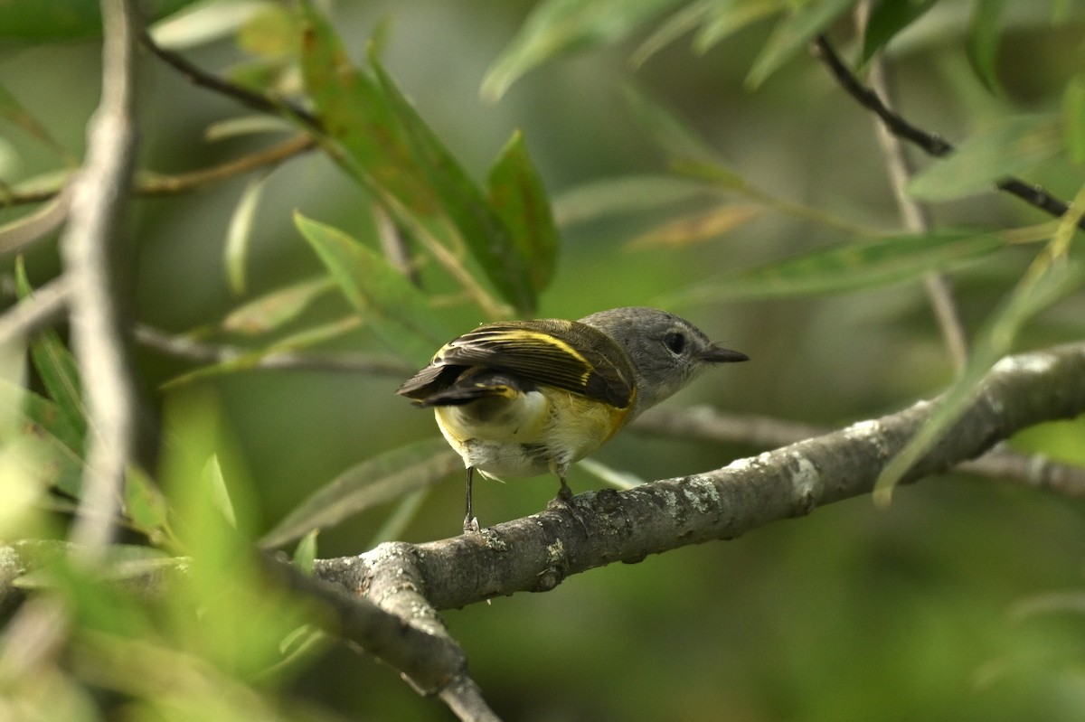 American Redstart - ML641119542