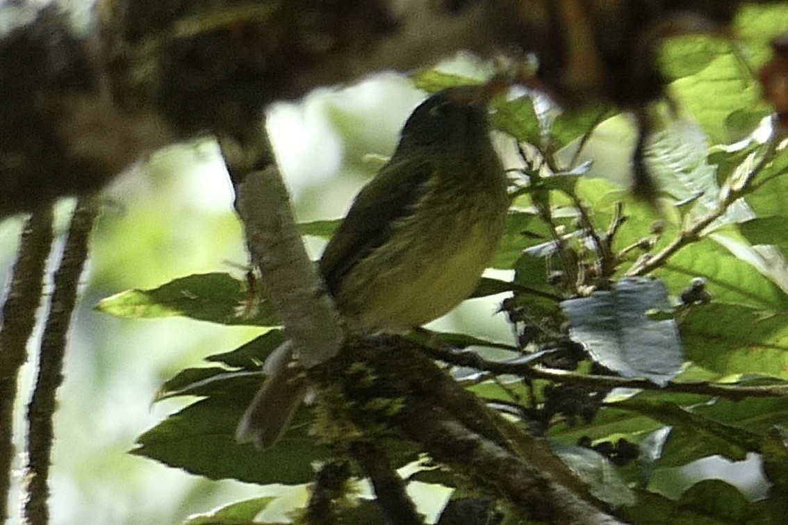 Streak-necked Flycatcher - ML641119546
