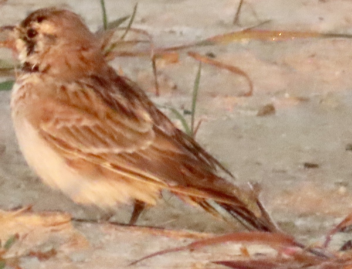 Horned Lark - ML641119549