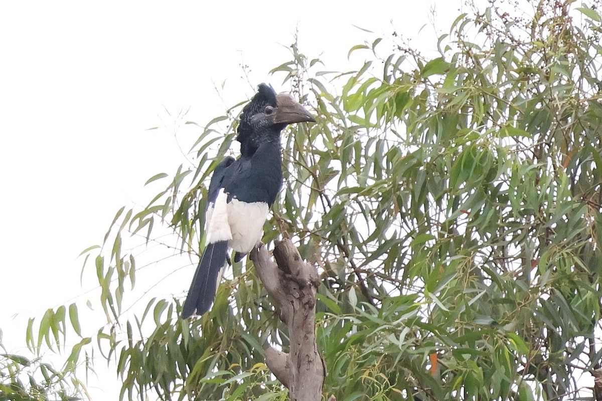 Black-and-white-casqued Hornbill - ML641119553