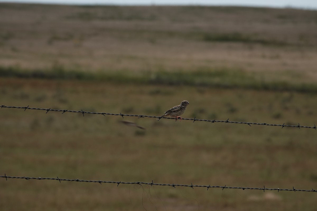 Lark Bunting - ML641119565