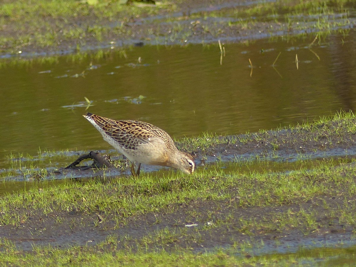 Short-billed Dowitcher - ML641119575