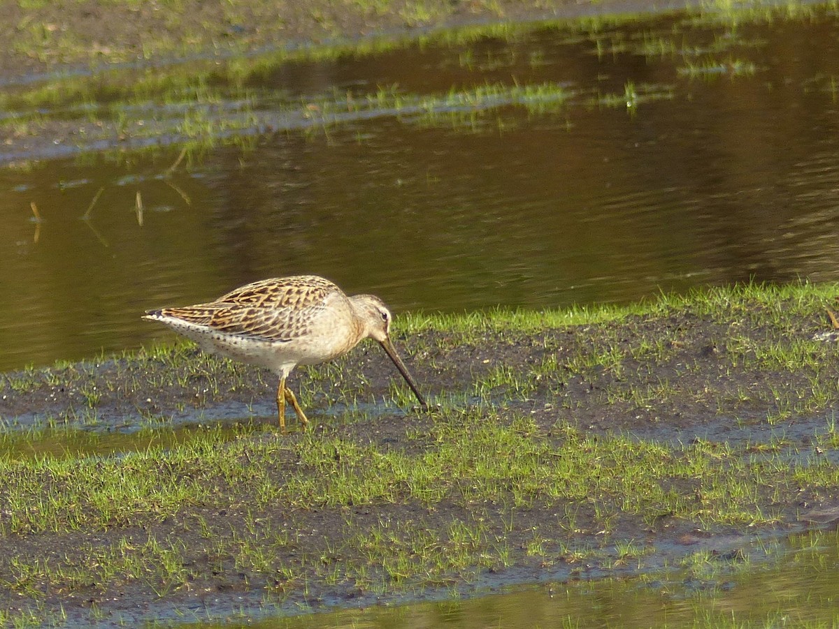 Short-billed Dowitcher - ML641119589