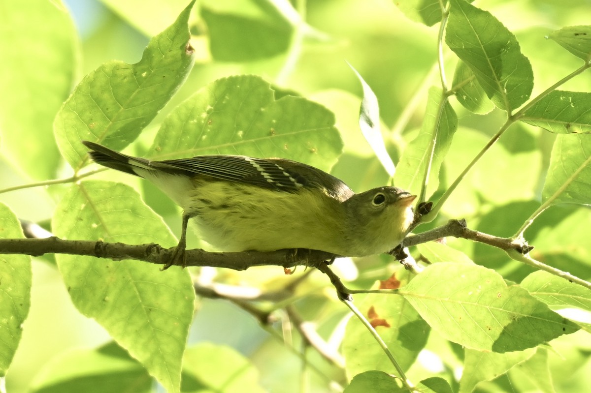 Magnolia Warbler - ML641119590