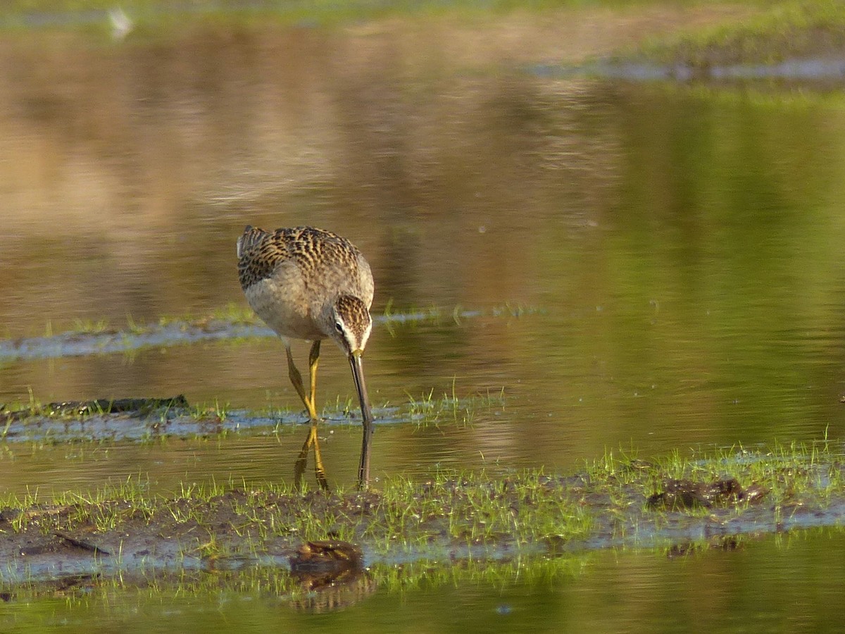 Short-billed Dowitcher - ML641119598