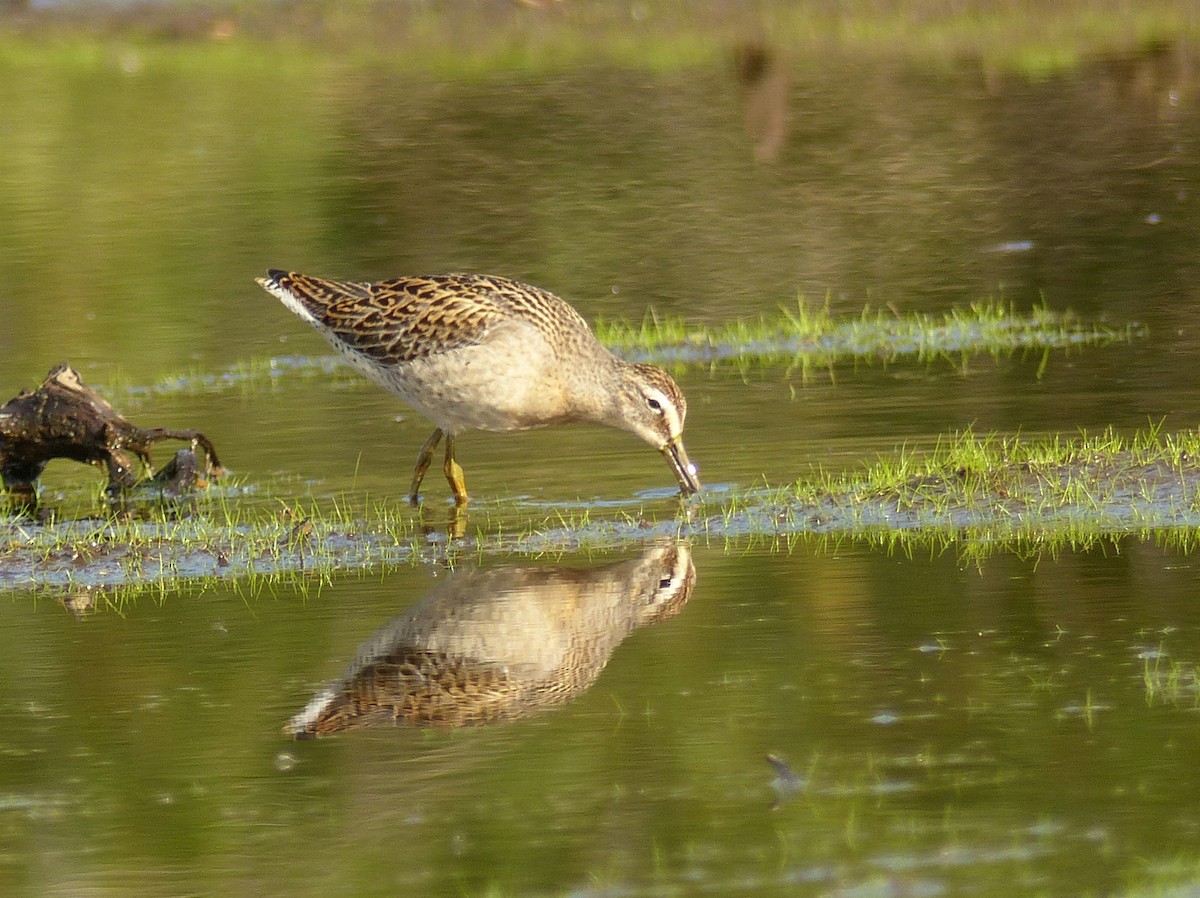 Short-billed Dowitcher - ML641119608