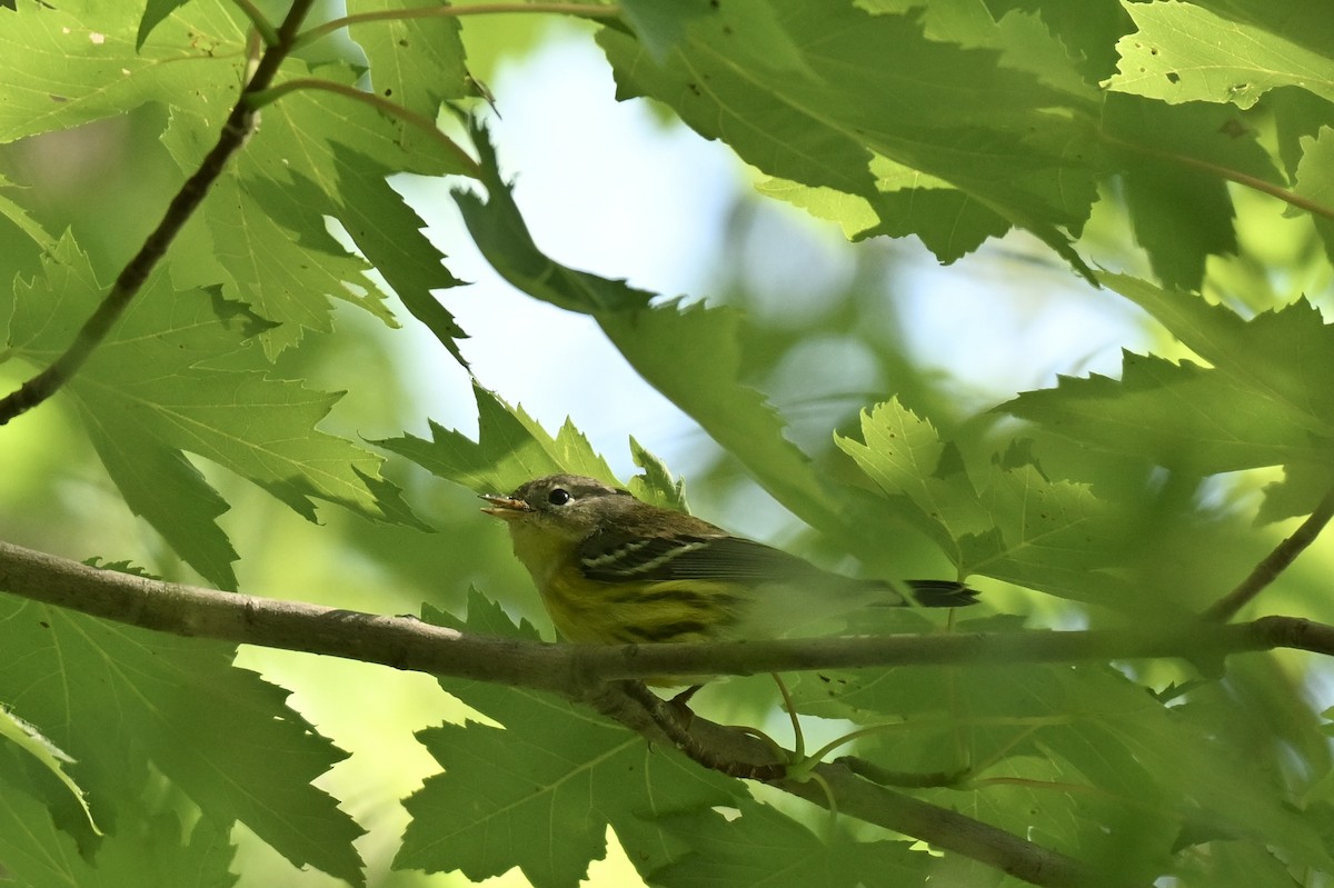 Magnolia Warbler - ML641119611