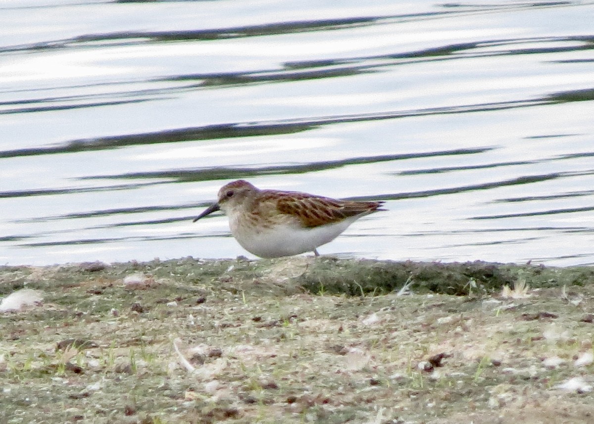 Semipalmated Sandpiper - ML641119612
