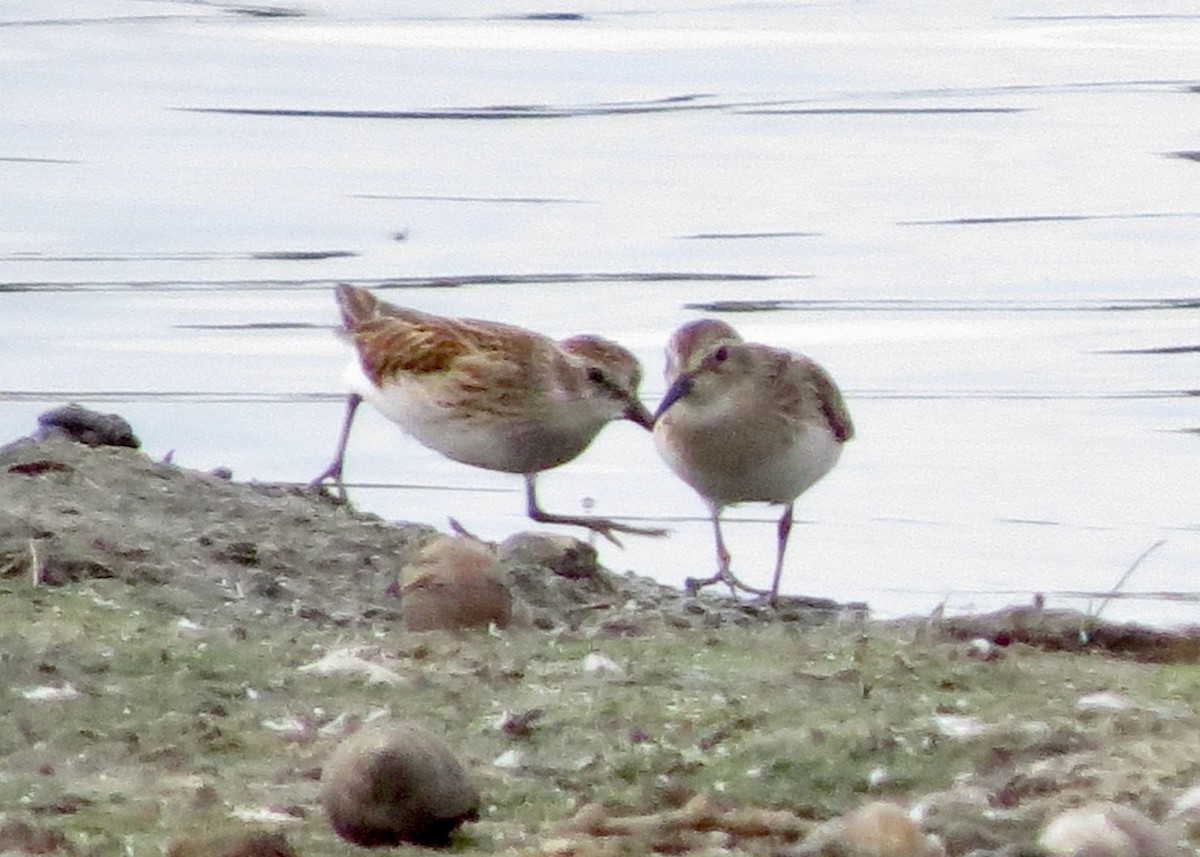 Semipalmated Sandpiper - ML641119613