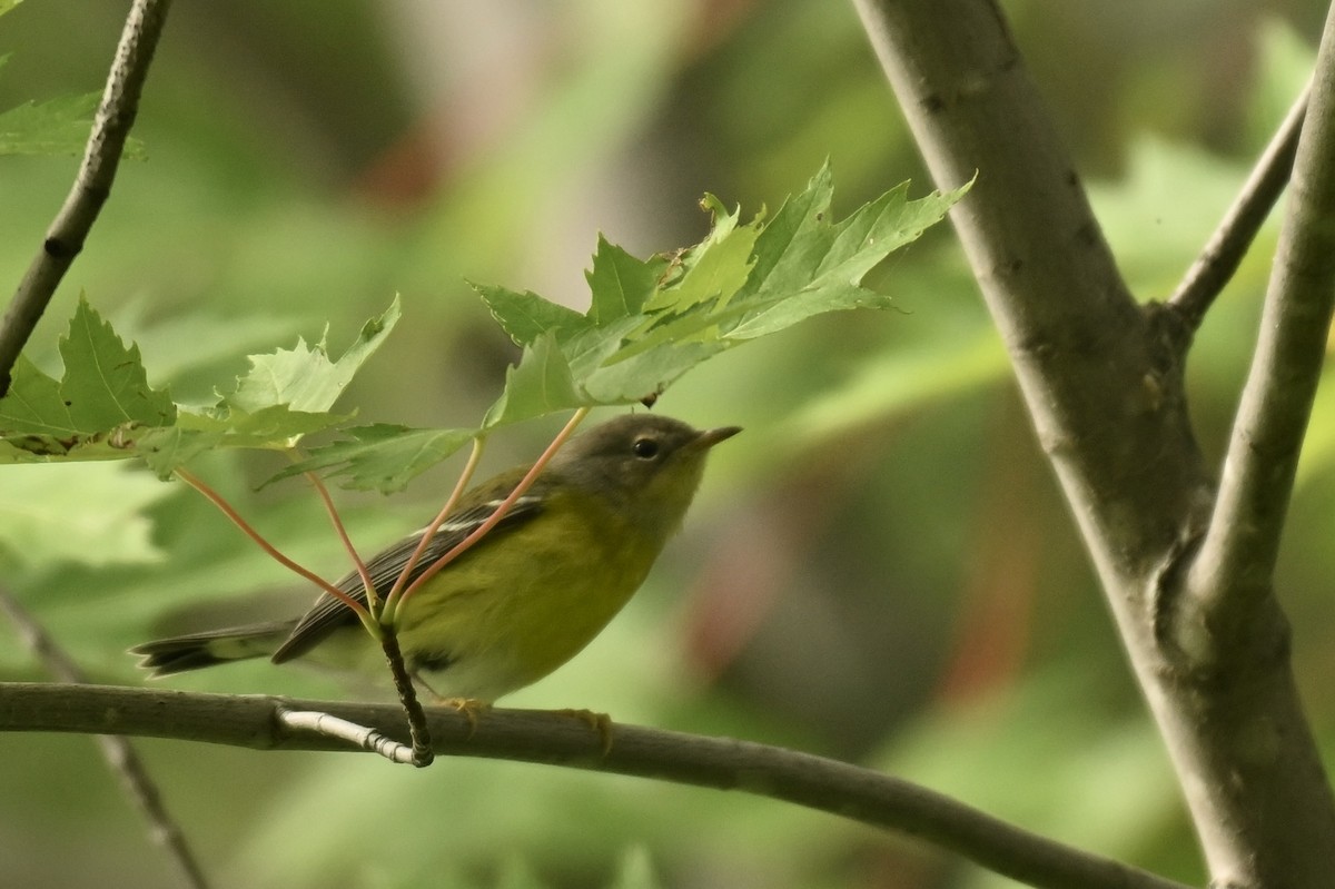 Magnolia Warbler - ML641119634