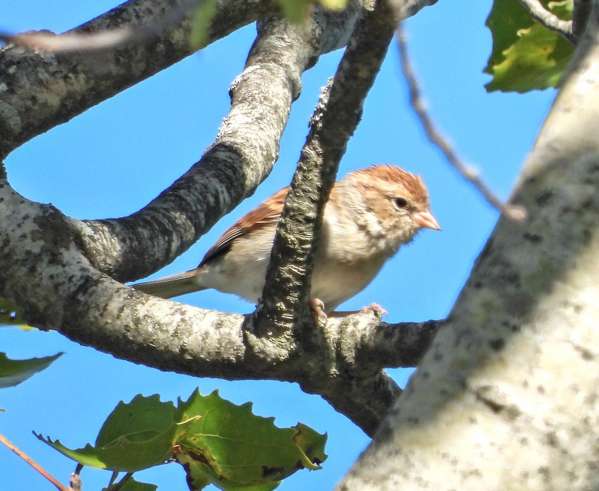 Chipping Sparrow - ML641119637