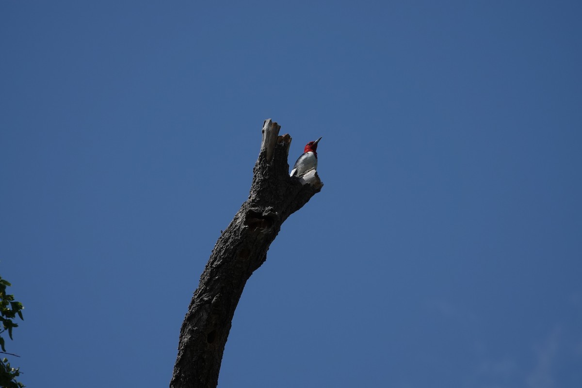 Red-headed Woodpecker - ML641119690