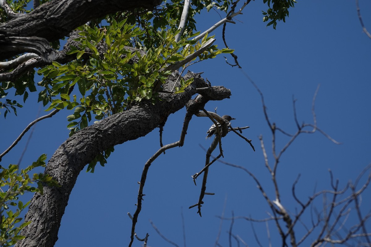 Red-headed Woodpecker - ML641119691