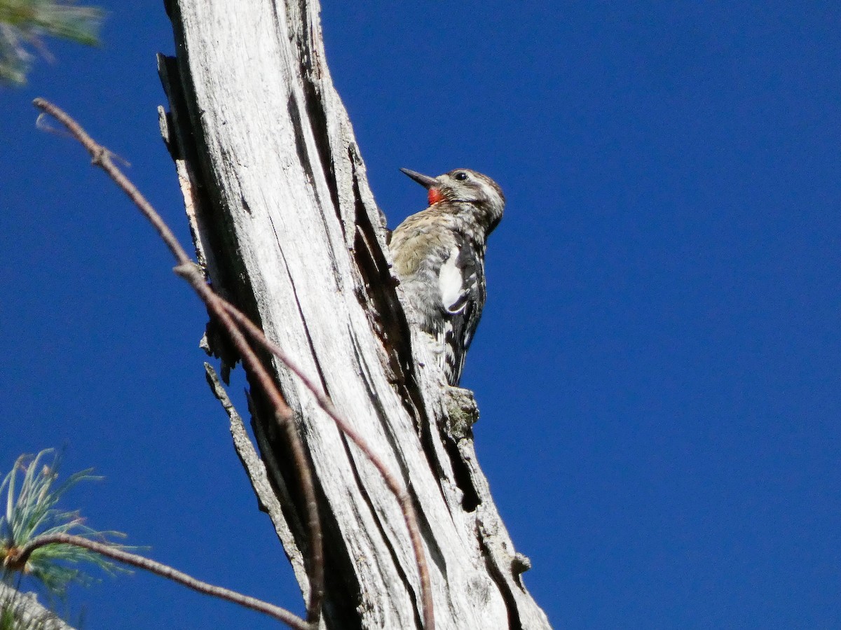 Yellow-bellied Sapsucker - ML641119709