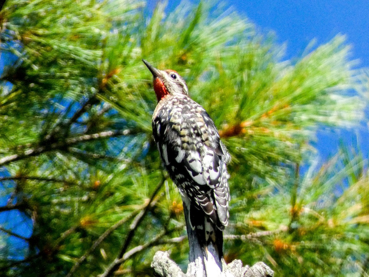 Yellow-bellied Sapsucker - ML641119710