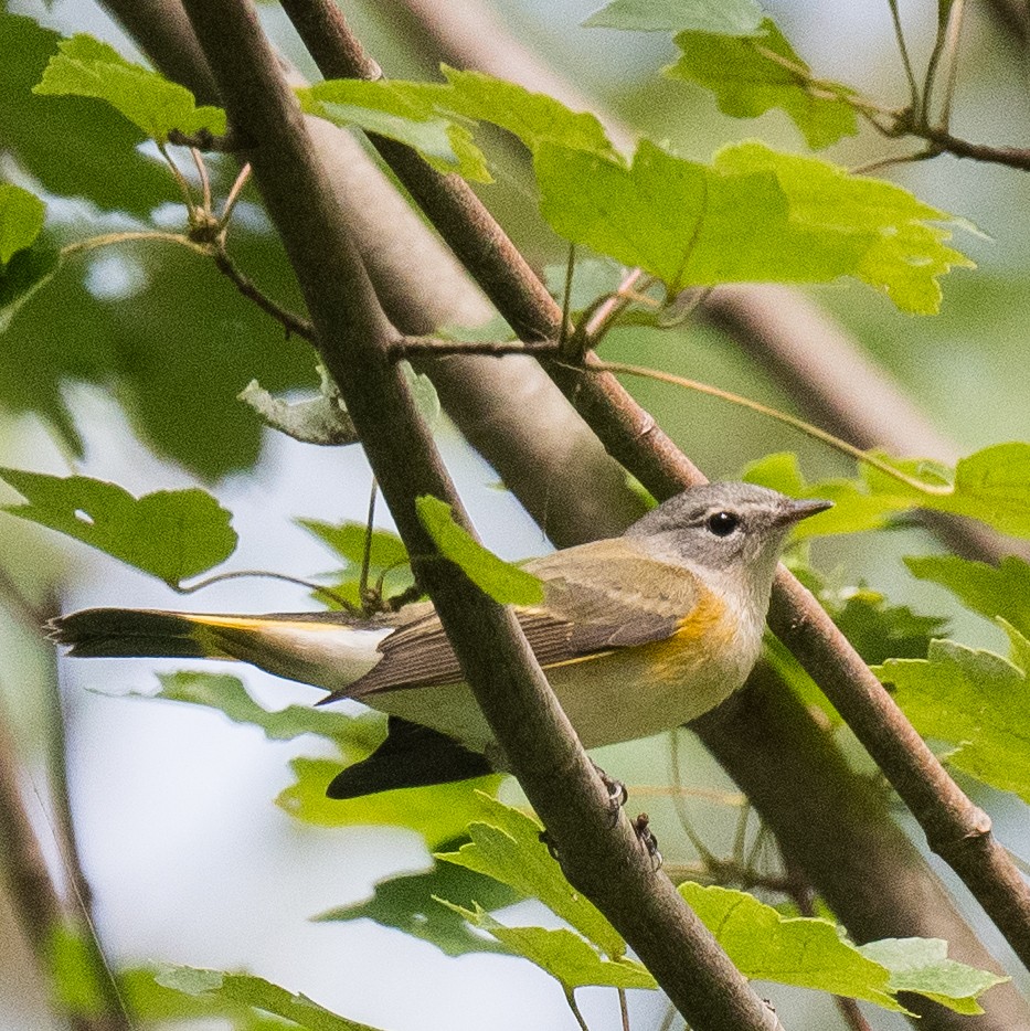 American Redstart - ML641119715