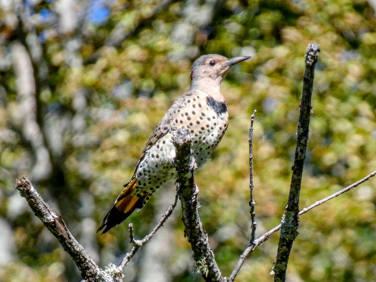 Northern Flicker - ML641119720