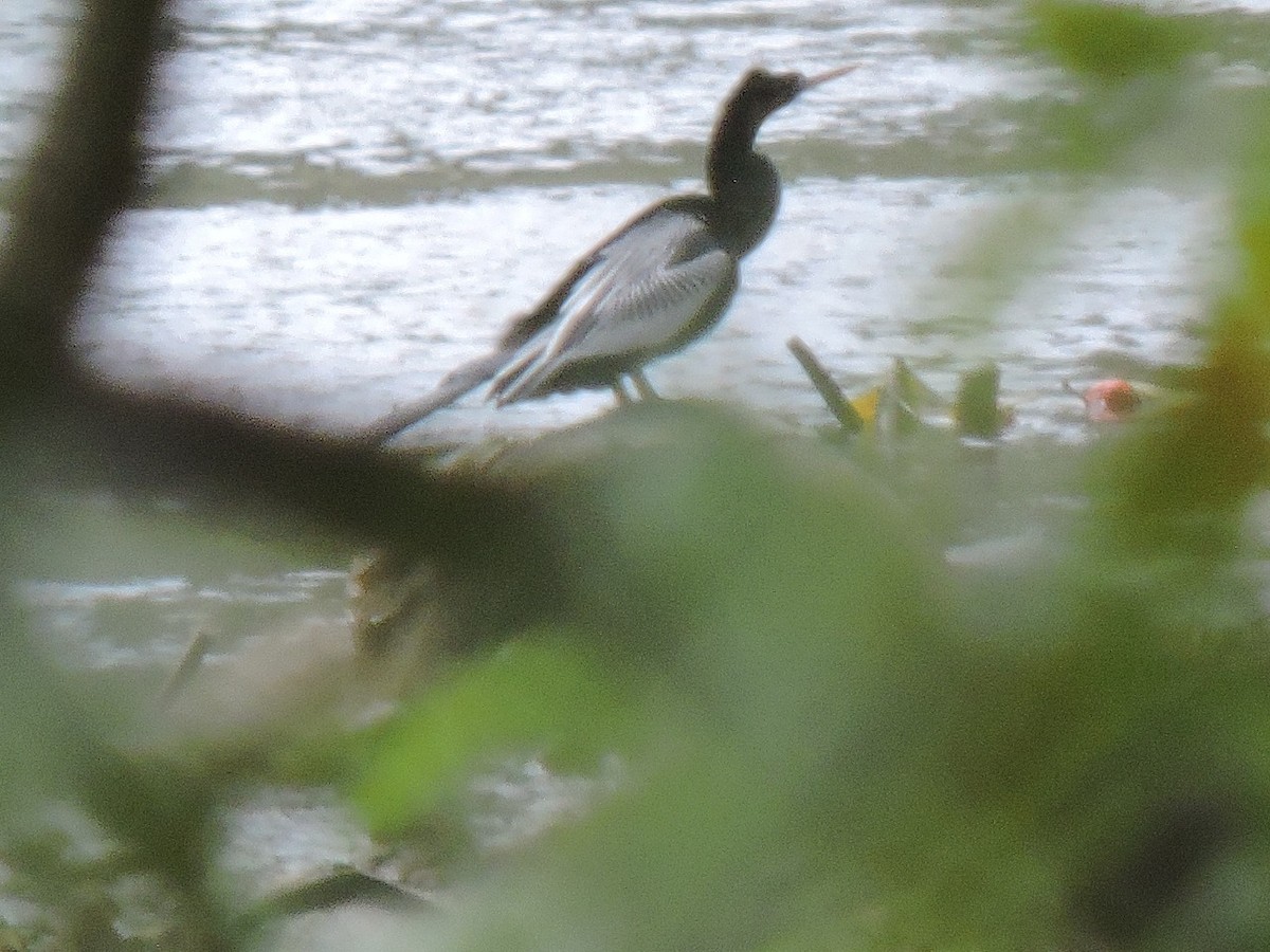 Anhinga - ML641119722