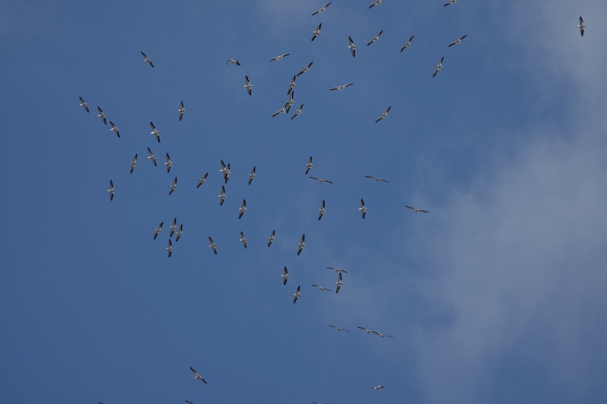 American White Pelican - ML641119724
