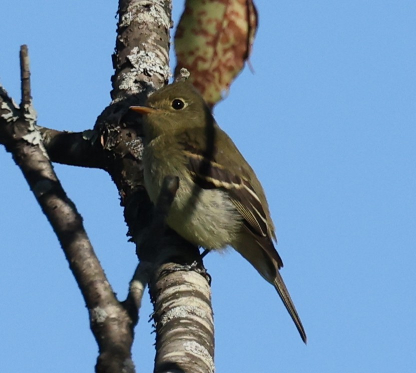Yellow-bellied Flycatcher - ML641119726