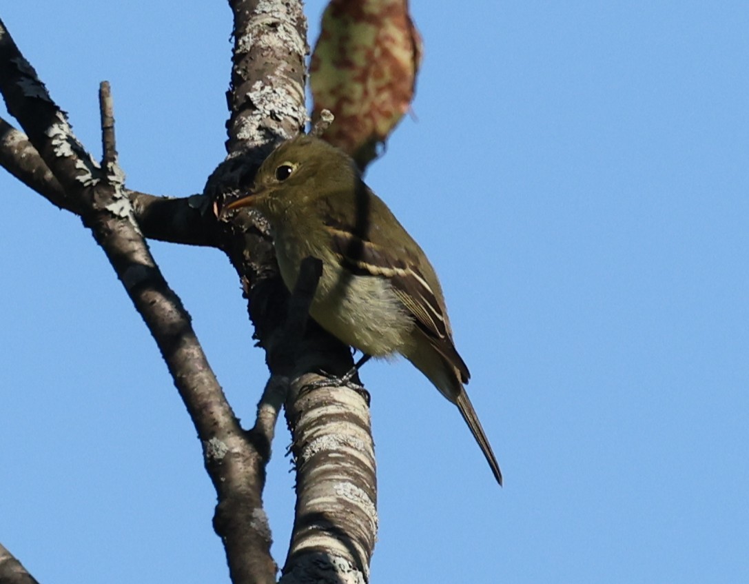 Yellow-bellied Flycatcher - ML641119728