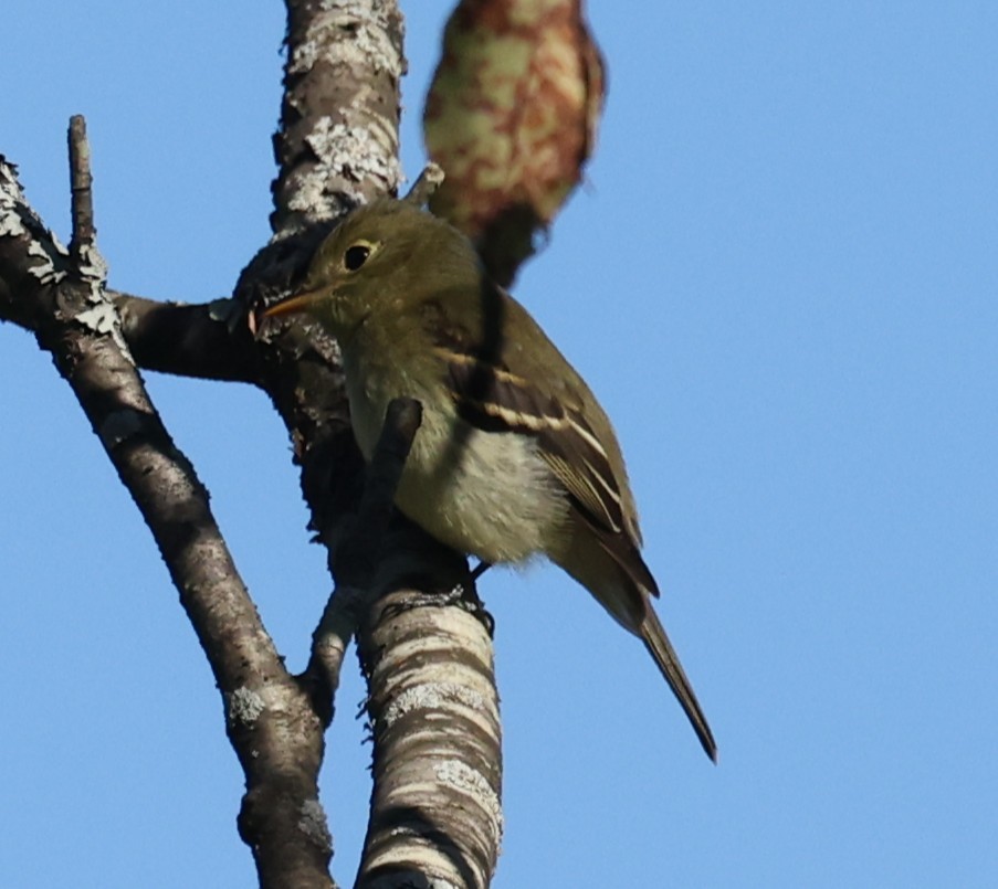 Yellow-bellied Flycatcher - ML641119729