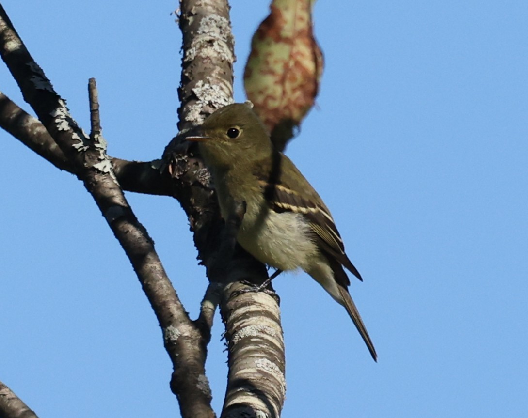 Yellow-bellied Flycatcher - ML641119730