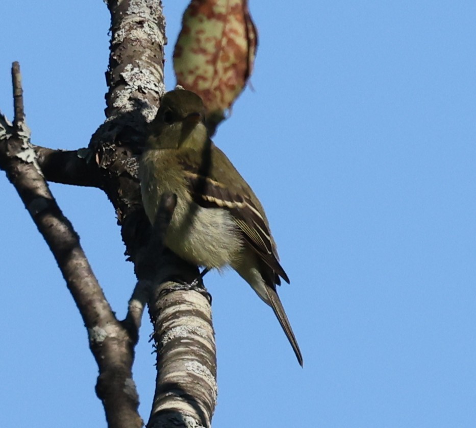 Yellow-bellied Flycatcher - ML641119731
