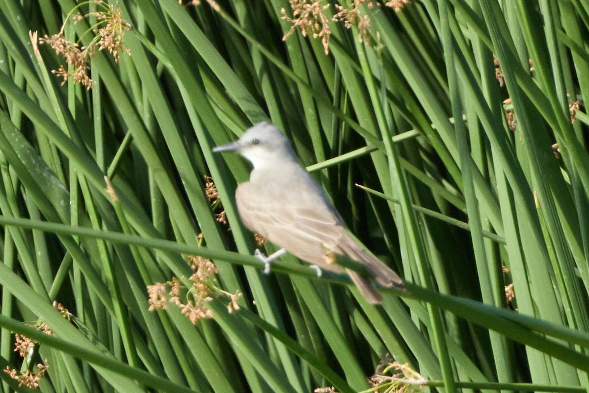 Tropical Kingbird - ML641119751