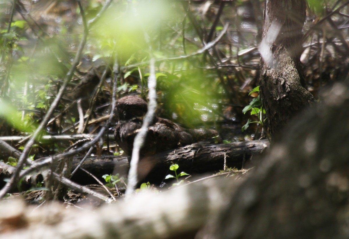 Eastern Whip-poor-will - ML641119797